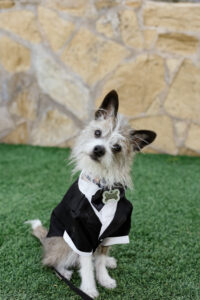 Dog in a Tuxedo